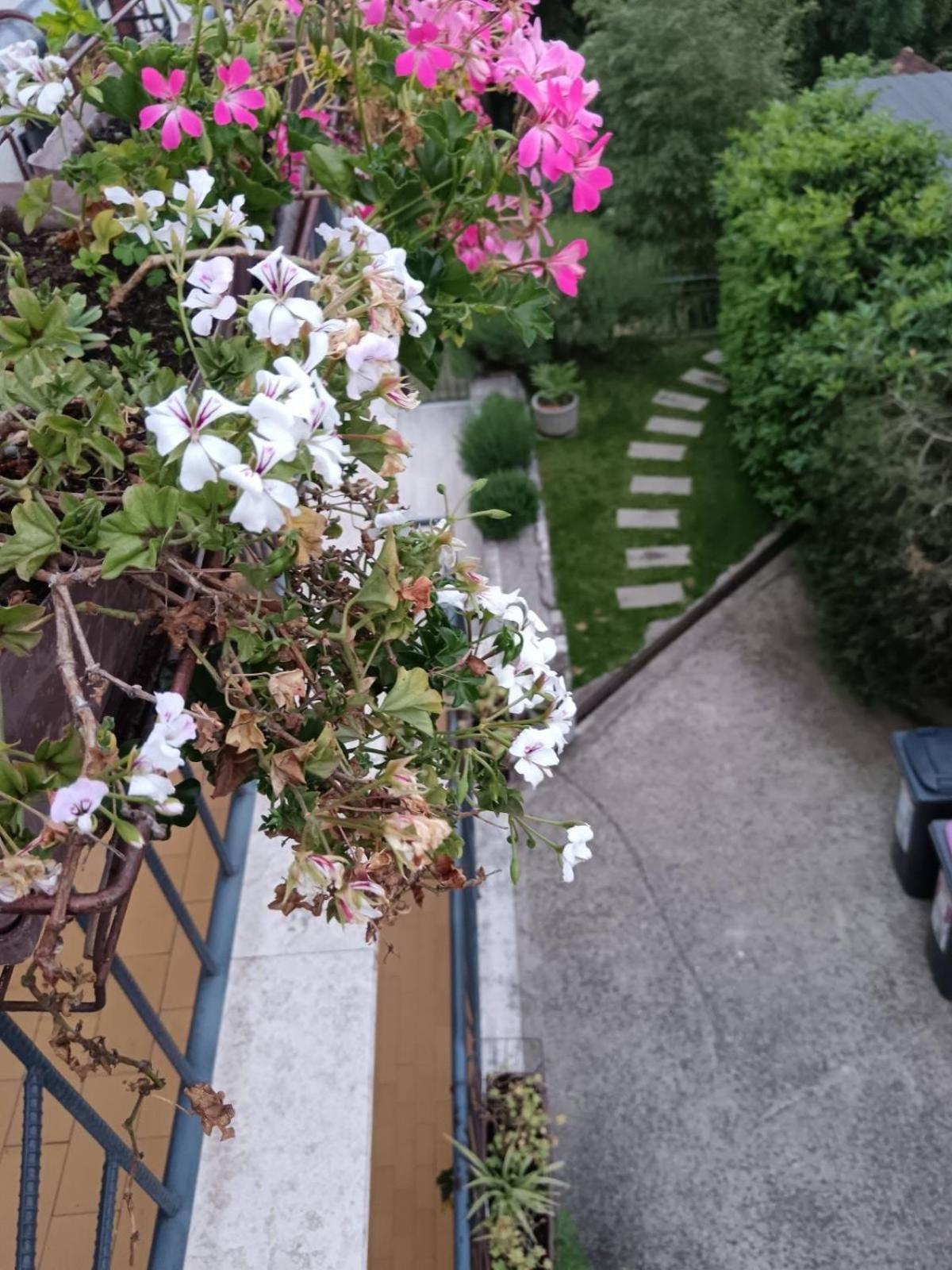 Palme Opatija